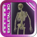 Anatomy Skeletal 3D